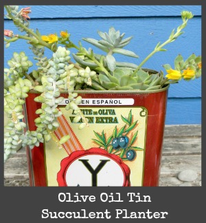 olive oil succulent planter title