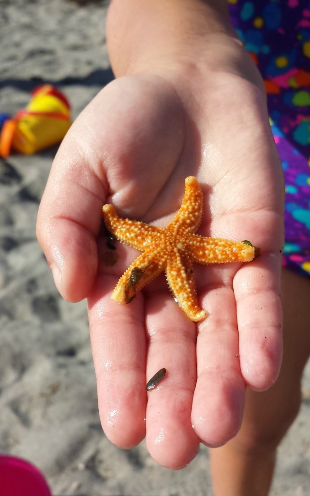 edmonds beach baby starfish