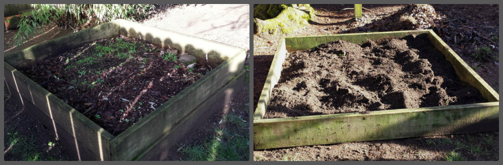 two image collage of the raised beds, before and after